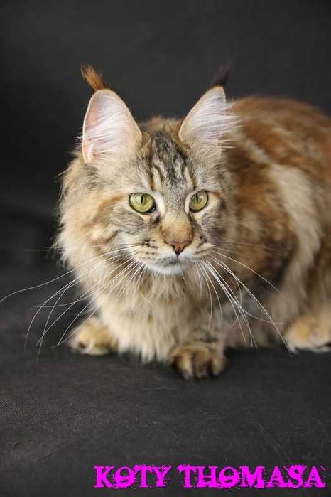 Kocurek Maine Coon Niebieski Klasycznie Pręgowany, Torro Koty Thomasa*