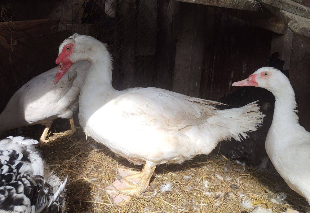 Індокачка Качур селезень мускусний  шипун