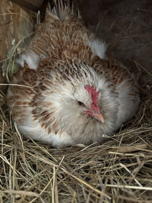 Фавероль інкубаційне яйце