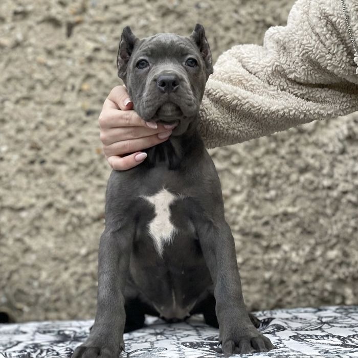 LALA - dziewczynka American Bandog