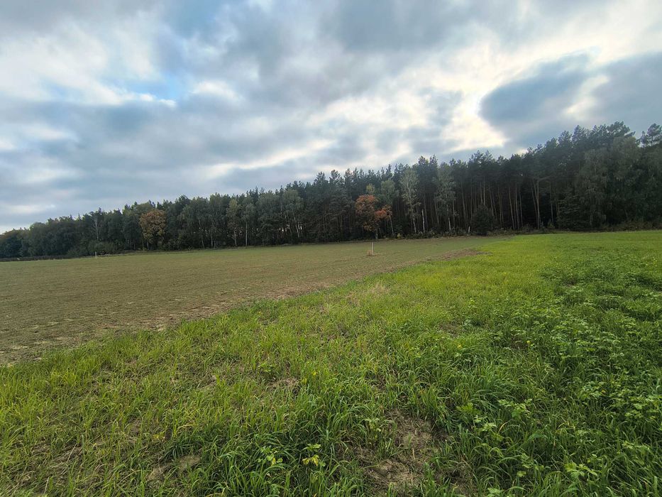 Sprzedam działki przy lesie Sulnowo - Widok 5