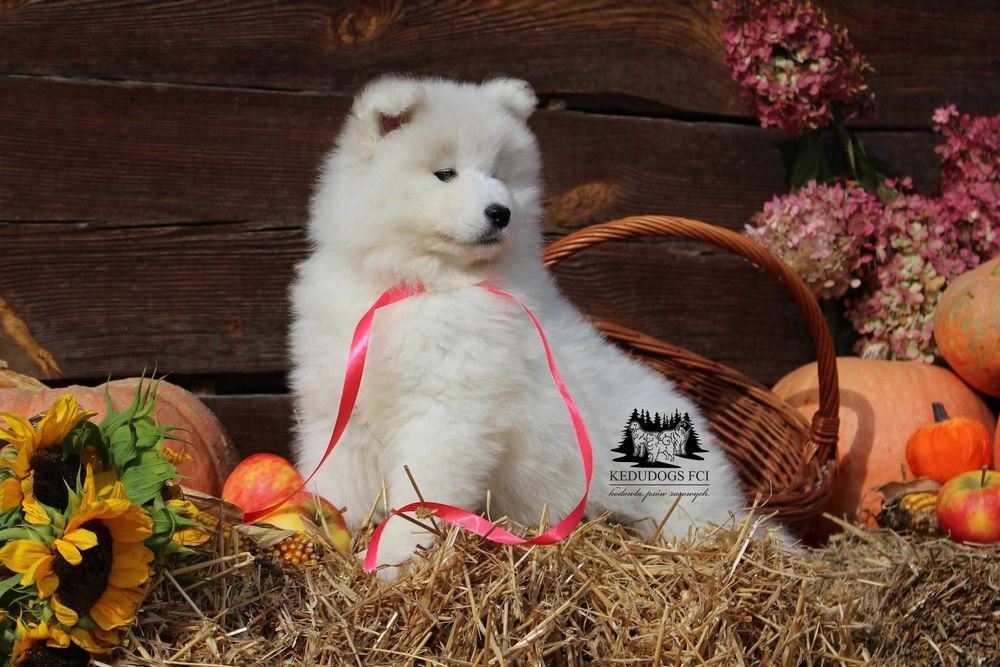 Samoyed *zkwp FCI* piesek