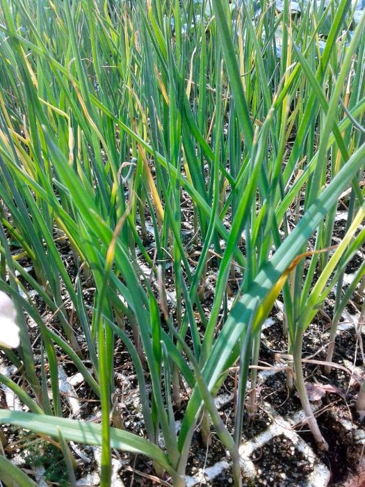 Mudas para horta - alface, couve, beterraba, cebolo, alho-francês, etc