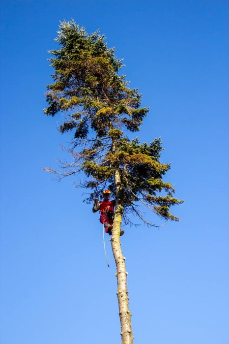 Czarogród - Wycinka i pielęgnacja drzew