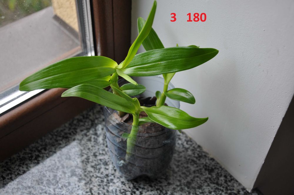 Дендробиум Dendrobium