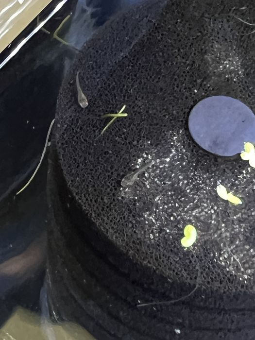 Vendo Guppies/guppys juvenis