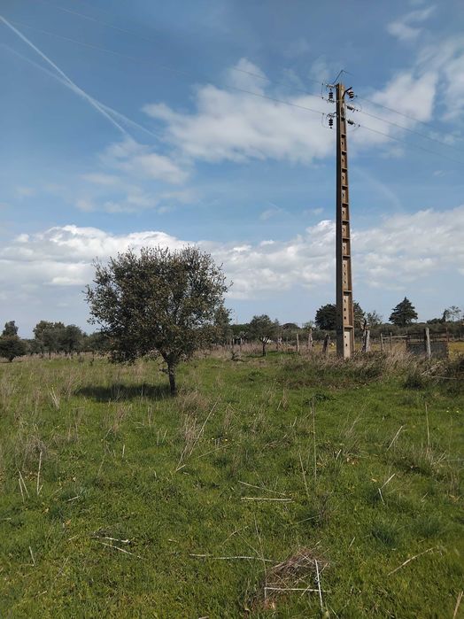 Magnifico terreno/olival em Vila Boim