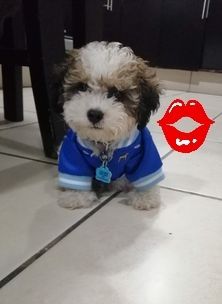 Caniche TOY machinho  fofo