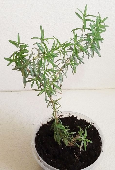 Розмарин в горшке