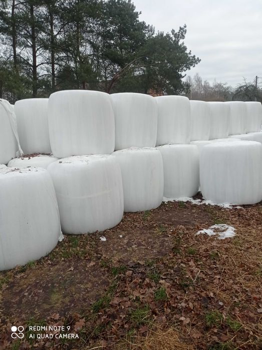 bele kiszonka z kukurydzy