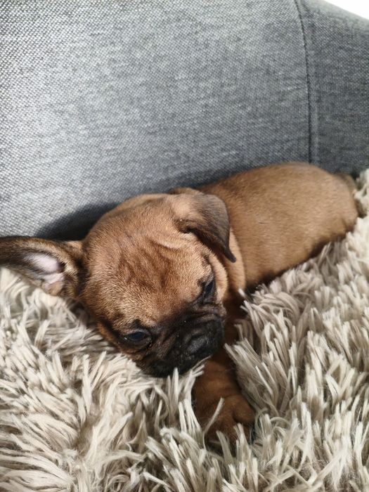 Buldog francuski chłopiec