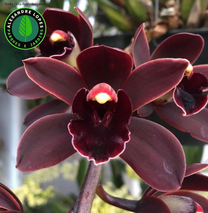 Orquídeas de exterior Cymbidium várias cores