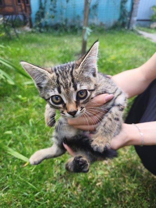 Кошенята від кішки з дачі