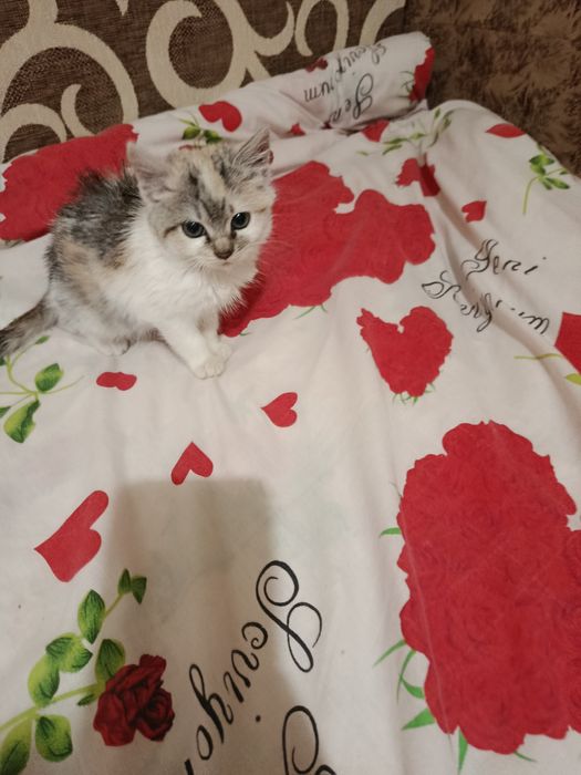 Віддам кішку у гарні руки порода обична місто прилуки