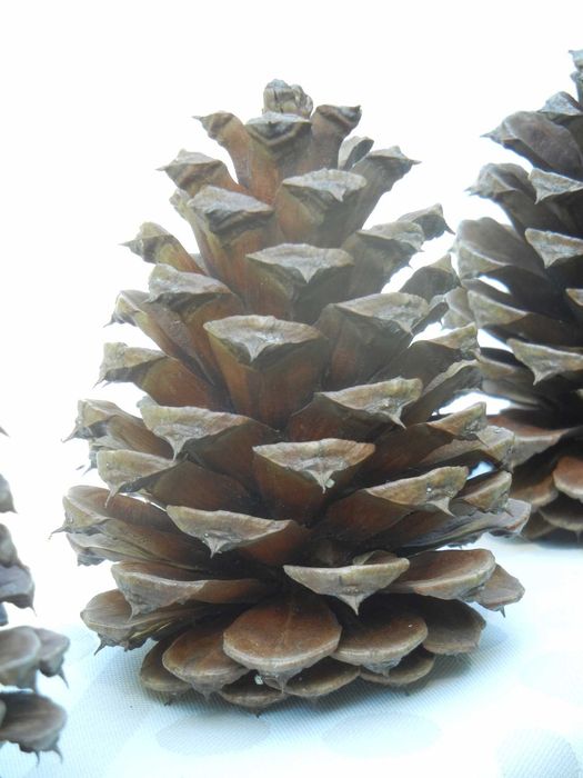 SZYSZKI sosny żółtej, diy 7-9 cm - 22 sztuki