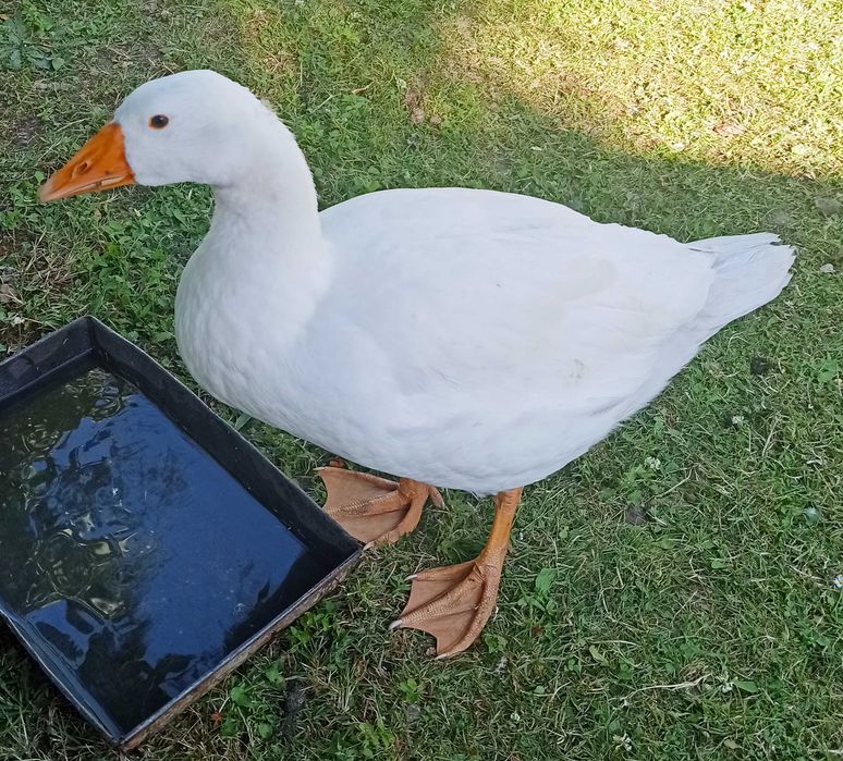 Sprzedam gęsi