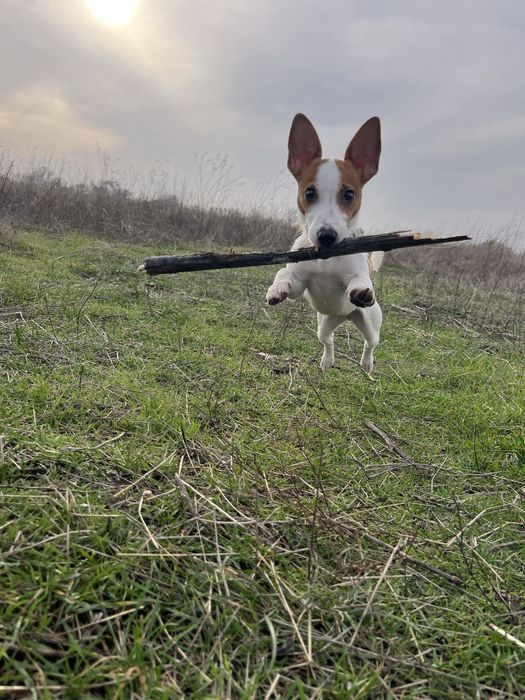 Джек-рассел-терьер