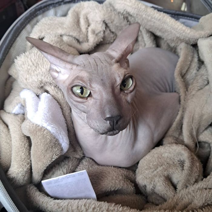 СРОЧНО ! Наша Кошечка ищет котика.