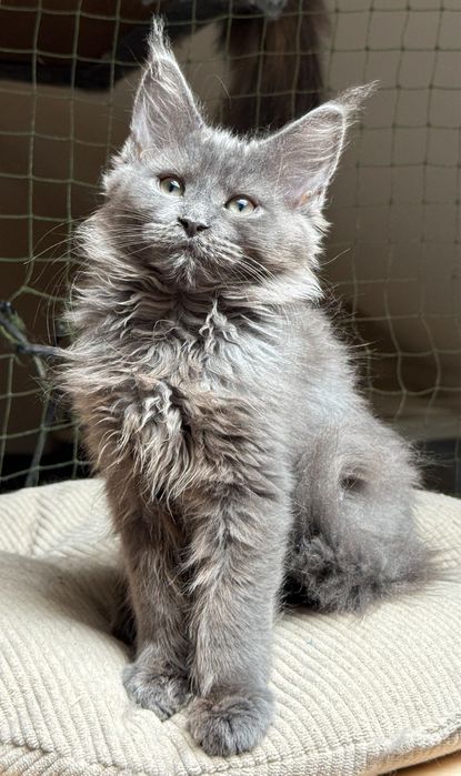 Niebieska koteczka LETTI Maine Coon