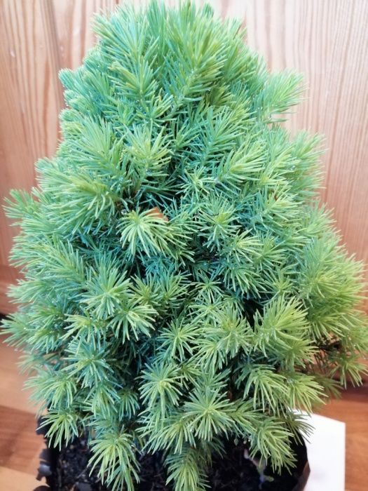 Świerk Biały Conica Lawenda