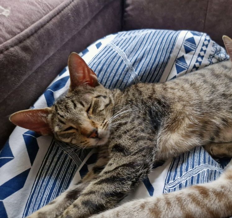 Szukam kochającego domu dla kotki w typie rasy Peterbald