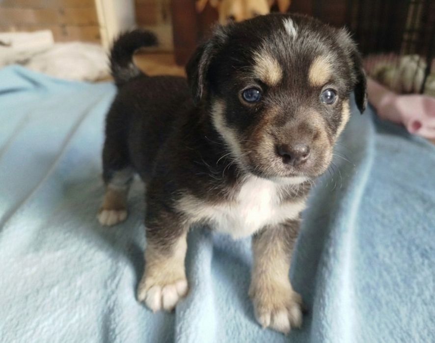 8 tygodniowy szczeniak Szuka Domu