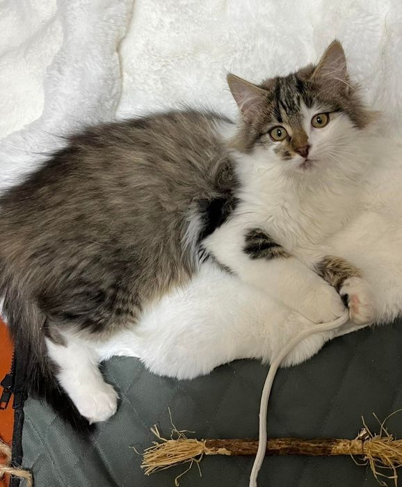 Отдам пушистого котёнка-мальчика