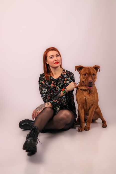 Предлагаю для вязки кобеля питбультерьера ККУ (питбуль, апбт)