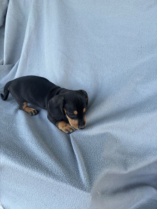 Teckel macho pelo curto miniatura