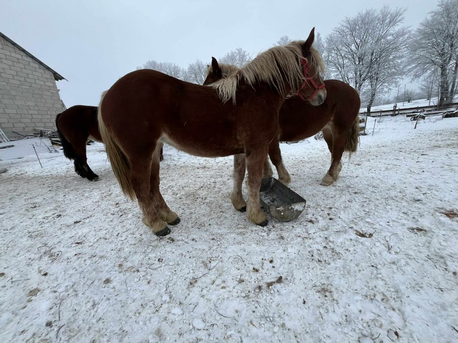 Sprzedam klacz  zimnokrwista