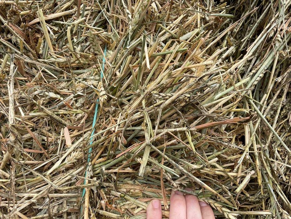 venda de feno de trigo