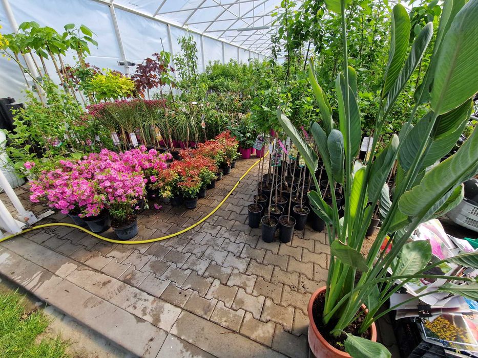 Drzewka Owocowe, Drzewka Ozdobne