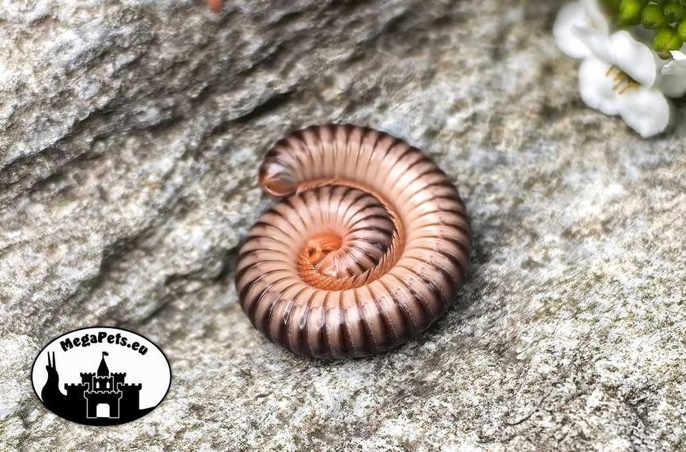 Chicobolus spinigerus Krocionóg Stonoga Wije Karaczany Izopody Ślimak