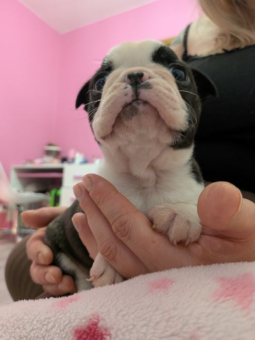 Szczeniak Boston terrier chłopiec :)