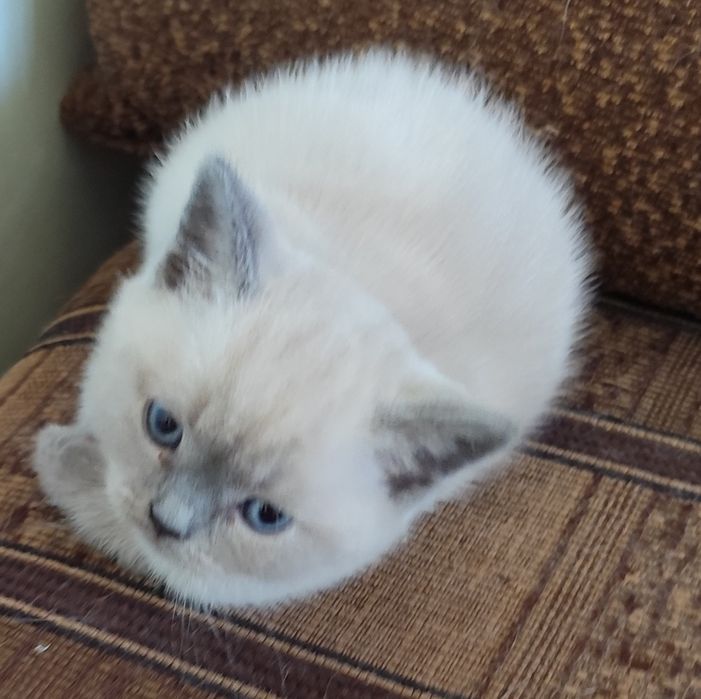 Кошенята британські, котики, кицюні