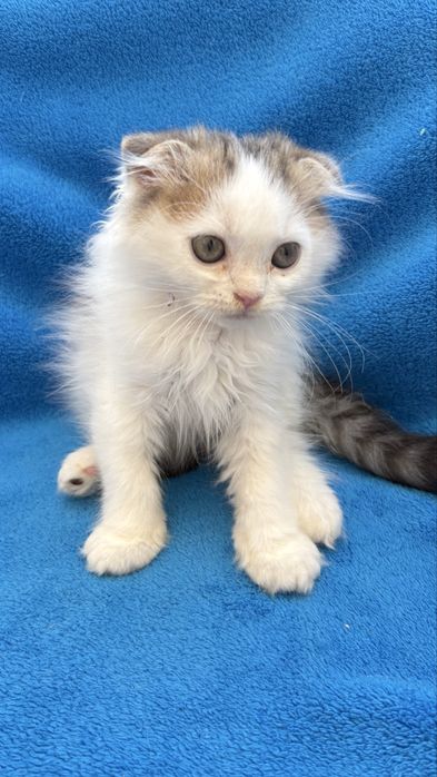 Femea scottish fold de pelo longo