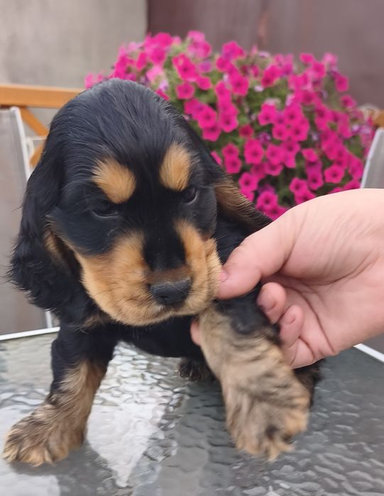 Piesek Cocker spaniel angielski