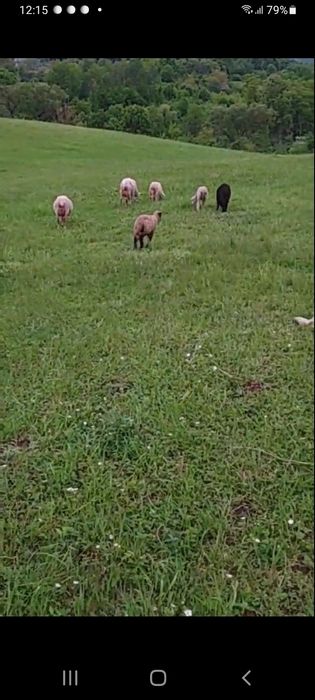 Продаються молочні ягнята.