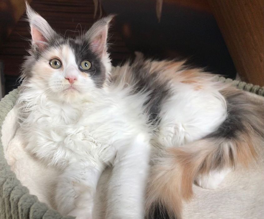 Magiczna, ekskluzywna koteczka Maine Coon DYMNA SZYLKRETKA ARLEKINKA