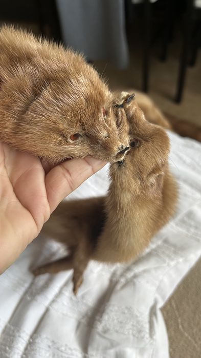 Estolas vintage em pele de Marta/Vison-par raro e autentico