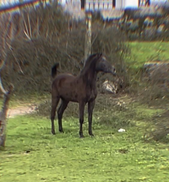 Poldro cruzado lusitano