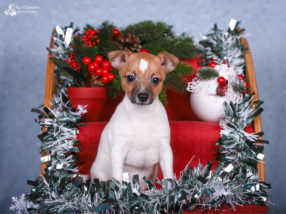 Цуценята американського той фокс терієра