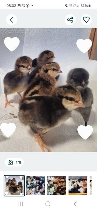 Olive egger Moss egger Marans Araucana Silki  Australorp Chabo