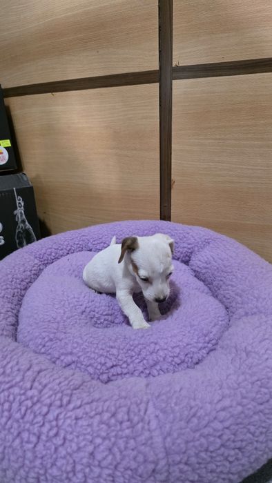 Jack russell fêmea