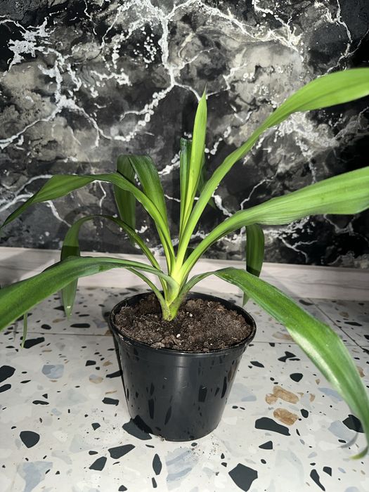 Драцена зелена -кімнатні квіти