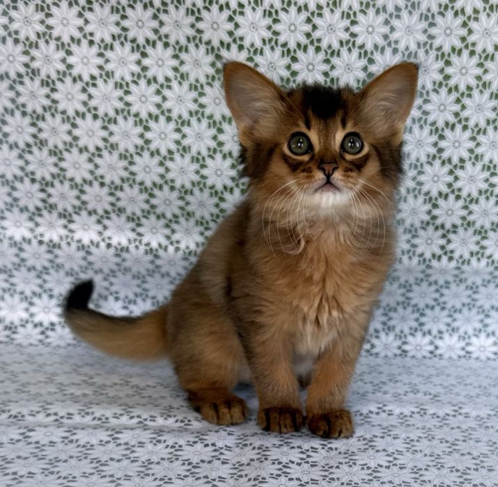 Сомали мальчик дикого окраса - Raphael