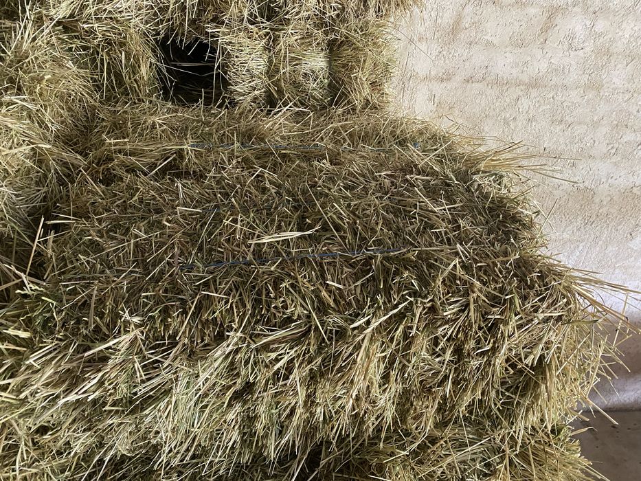 Fardos de azevem (2025)