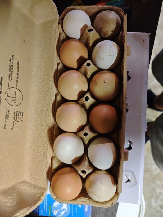 Vendo casal de  canários vermelhos e um mandarim macho também vendo ovos de galinha caseira e  de galinha Angola para chocar