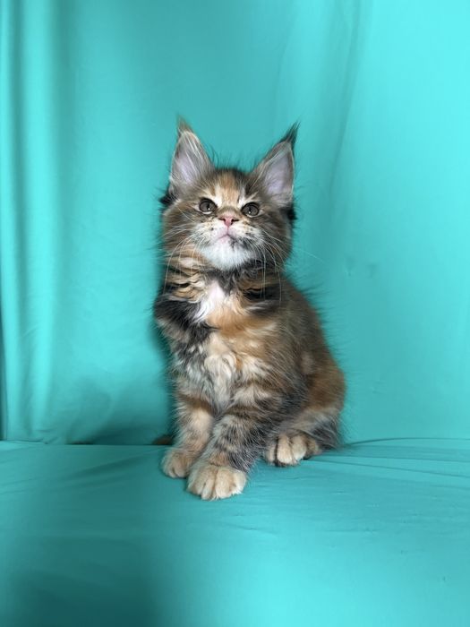 Мейн-Кун красуні дівчата