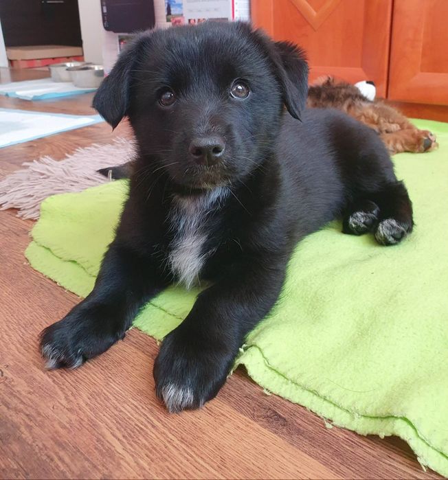 Szczeniaczki do adopcji. Pozostał czarny piesek